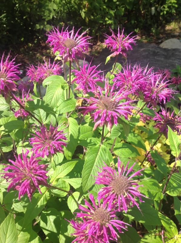 Monarda Focus photo Monarda2.jpg